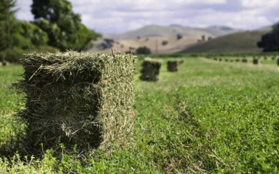 Should You Be Feeding Your Horses Alfalfa? 