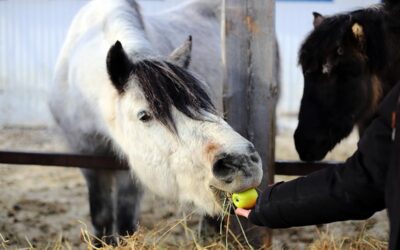 What Is Choke in Horses? 