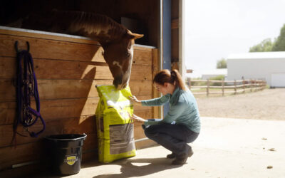 Feeding to Prevent Colic in Horses 