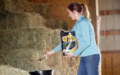 Does Your Horse Need a Joint Supplement? 